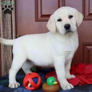 Marcy, Yellow Labrador Retriever Puppy