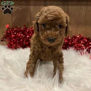 Romeo, Toy Poodle Puppy