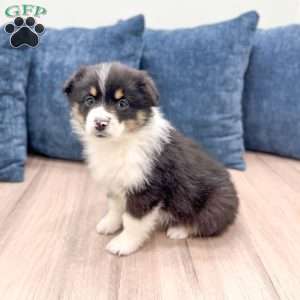 Blossom, Miniature Australian Shepherd Puppy