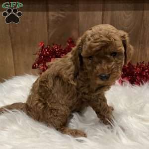 Romeo, Toy Poodle Puppy