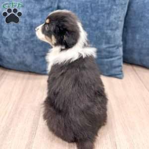 Blossom, Miniature Australian Shepherd Puppy