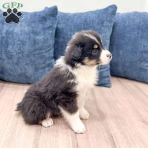 Blossom, Miniature Australian Shepherd Puppy