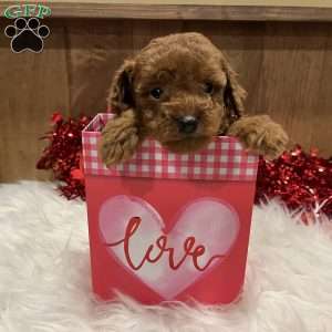 Ruby, Toy Poodle Puppy