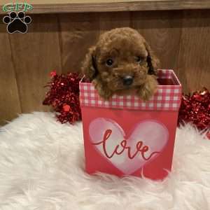 Ruby, Toy Poodle Puppy