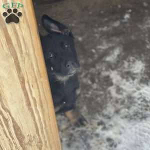 Birdi, German Shepherd Puppy