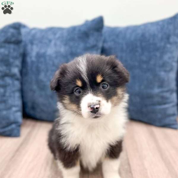 Blossom, Miniature Australian Shepherd Puppy
