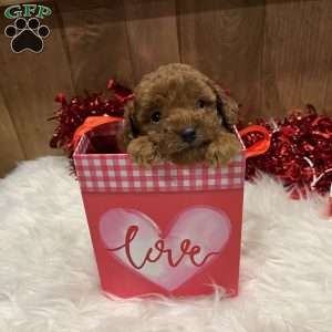 Ruby, Toy Poodle Puppy