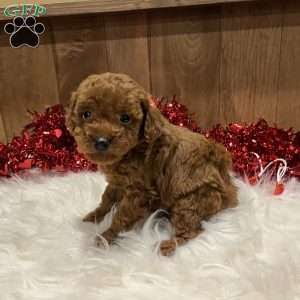 Ruby, Toy Poodle Puppy