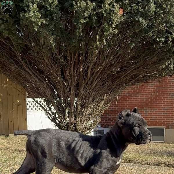 Beyonce, Cane Corso Puppy