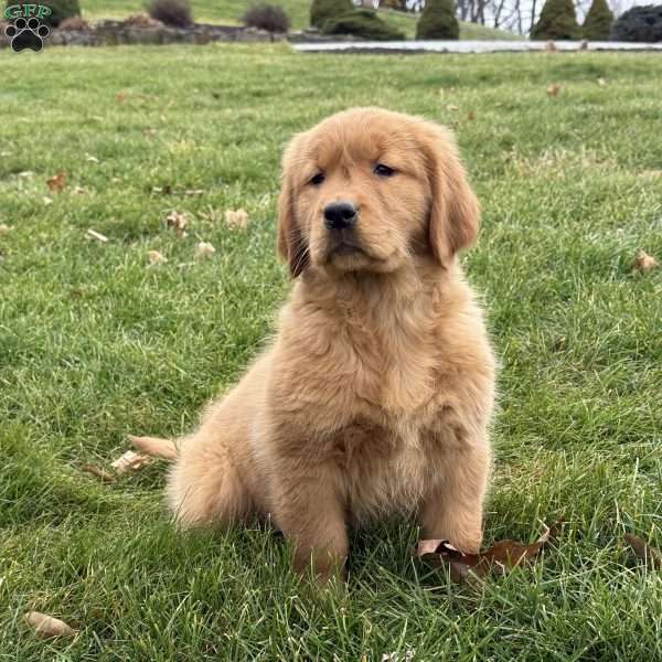Lulu, Golden Retriever Puppy