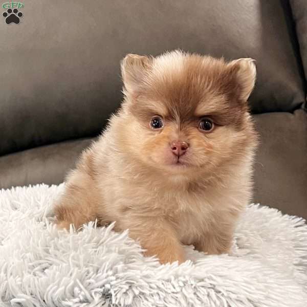 Skyler, Pomeranian Puppy