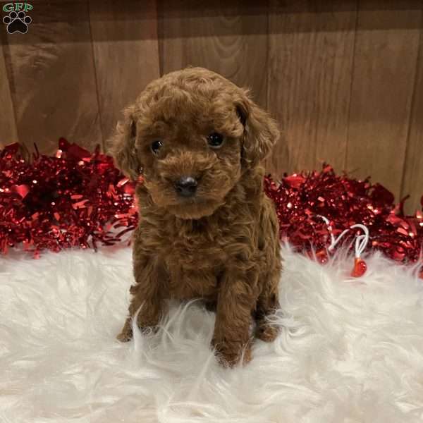 Ruby, Toy Poodle Puppy