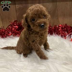 Ruby, Toy Poodle Puppy
