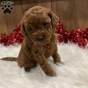 Ruby, Toy Poodle Puppy