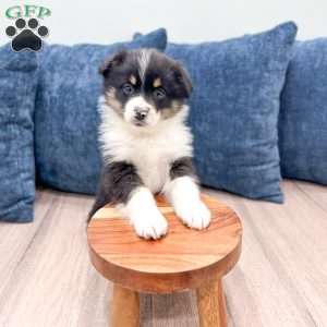 Blossom, Miniature Australian Shepherd Puppy