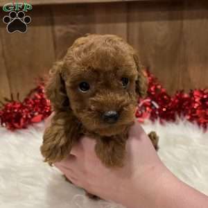 Ruby, Toy Poodle Puppy