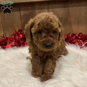 Sweetie, Toy Poodle Puppy