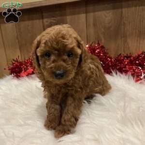 Sweetie, Toy Poodle Puppy