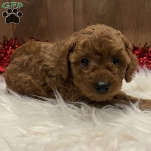 Sweetie, Toy Poodle Puppy