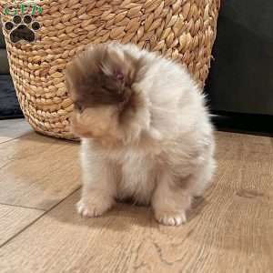 Skyler, Pomeranian Puppy