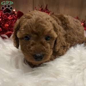Sweetie, Toy Poodle Puppy