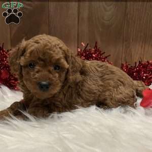 Sweetie, Toy Poodle Puppy