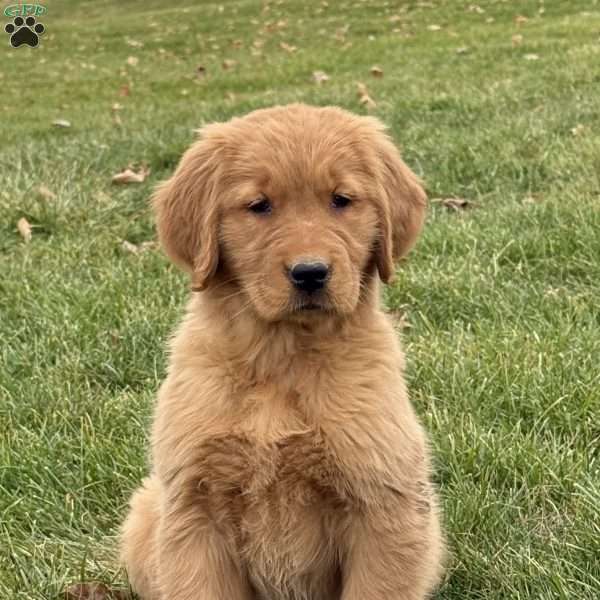 Honey, Golden Retriever Puppy