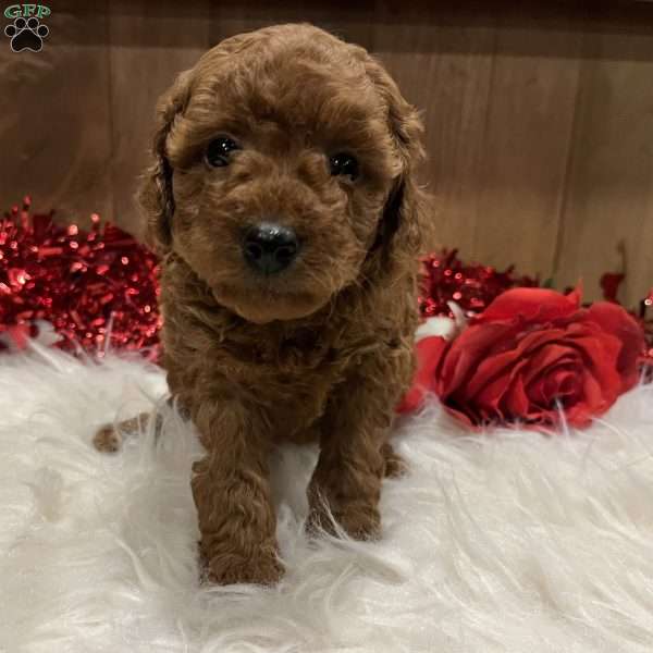 Sweetie, Toy Poodle Puppy
