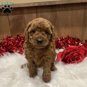 Sweetie, Toy Poodle Puppy