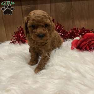 Juliet, Toy Poodle Puppy