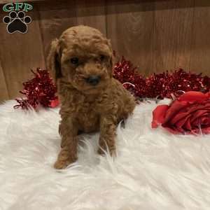 Juliet, Toy Poodle Puppy