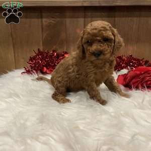Juliet, Toy Poodle Puppy