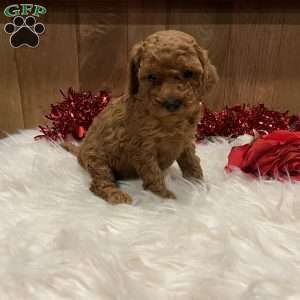 Juliet, Toy Poodle Puppy