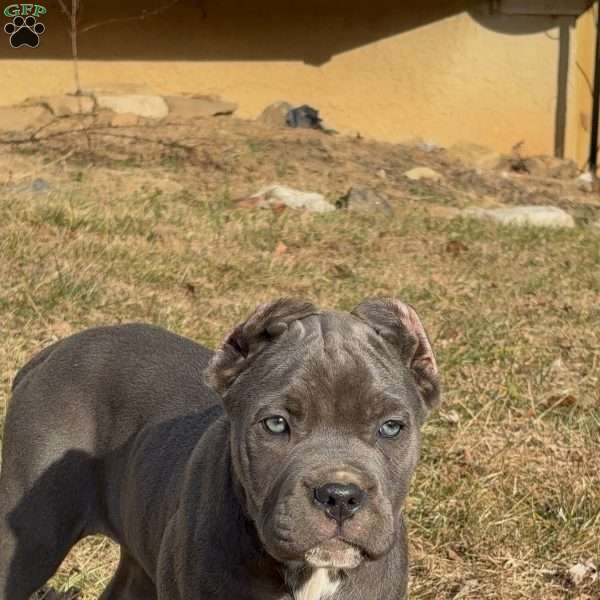 Rihanna, Cane Corso Puppy