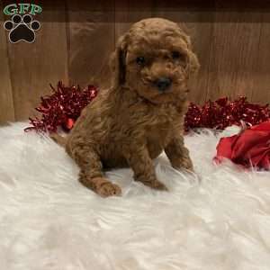 Juliet, Toy Poodle Puppy