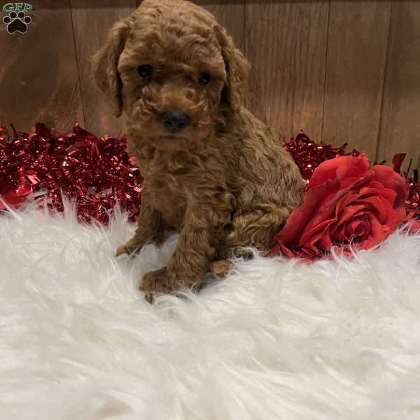 Juliet, Toy Poodle Puppy