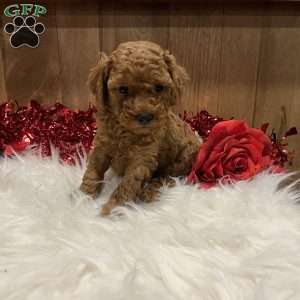 Juliet, Toy Poodle Puppy