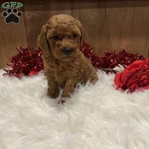 Juliet, Toy Poodle Puppy