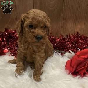 Juliet, Toy Poodle Puppy