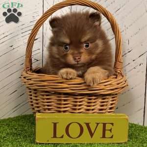 Sparky, Pomeranian Puppy