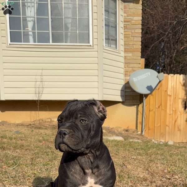 Tinky Winky, Cane Corso Puppy