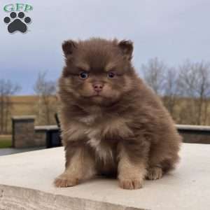 Sparky, Pomeranian Puppy