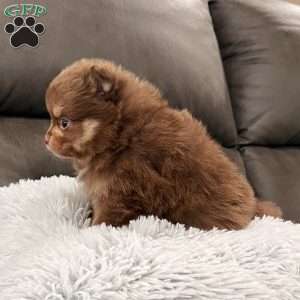 Sparky, Pomeranian Puppy