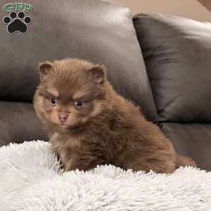 Sparky, Pomeranian Puppy