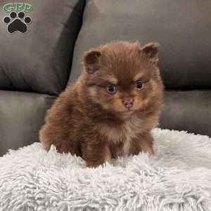Sparky, Pomeranian Puppy