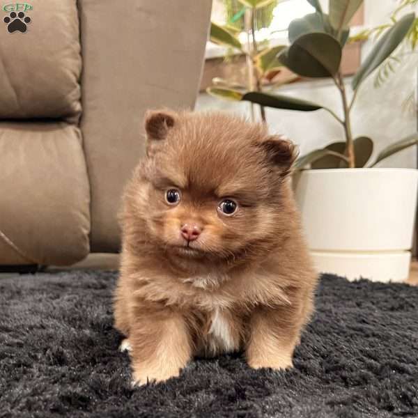 Sparky, Pomeranian Puppy