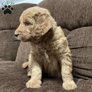 Chandler, Goldendoodle Puppy