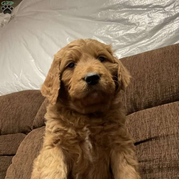 Chandler, Goldendoodle Puppy