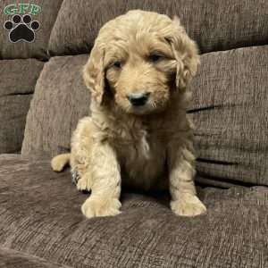 Chandler, Goldendoodle Puppy