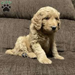 Chandler, Goldendoodle Puppy